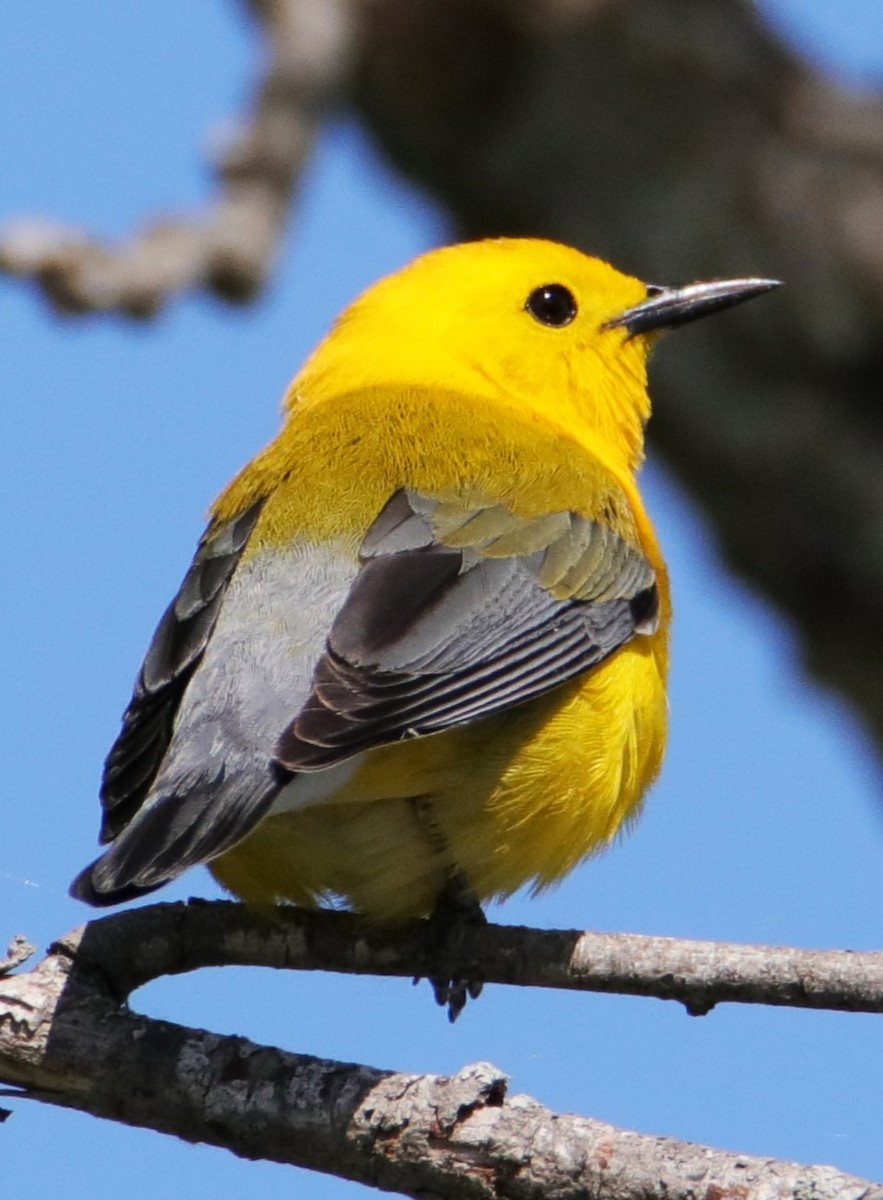Prothonotary Warbler - ML618826207