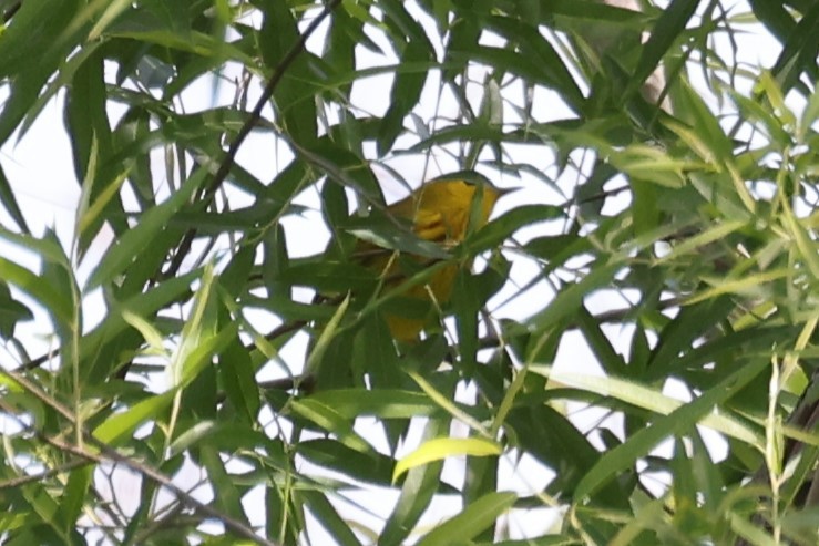 Yellow Warbler - ML618826210
