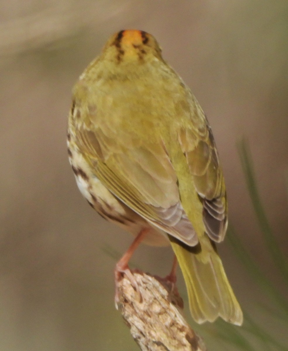 Paruline couronnée - ML618826221