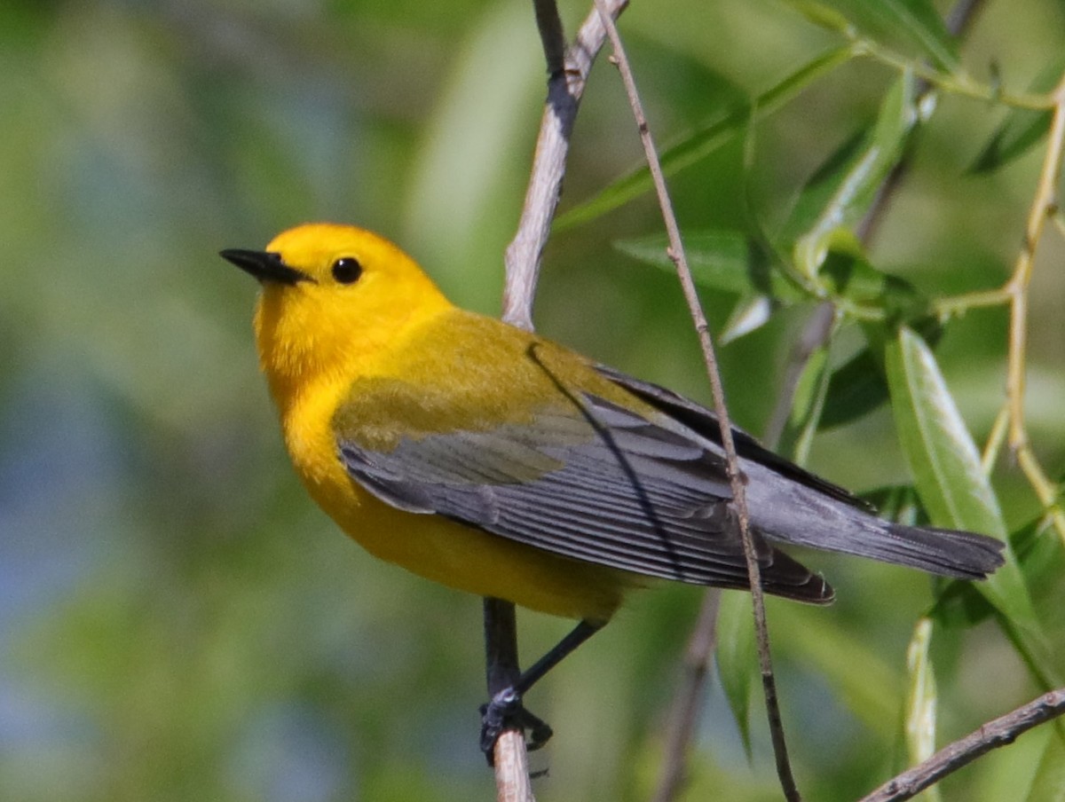 Prothonotary Warbler - ML618826223