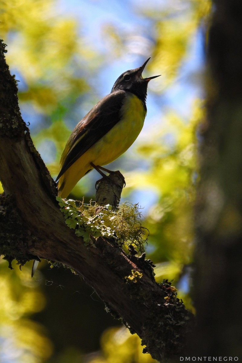 Gray Wagtail - Diego Montenegro