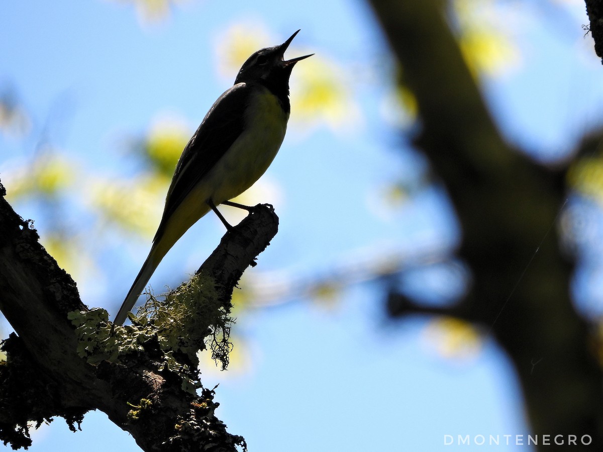 Gray Wagtail - ML618826232