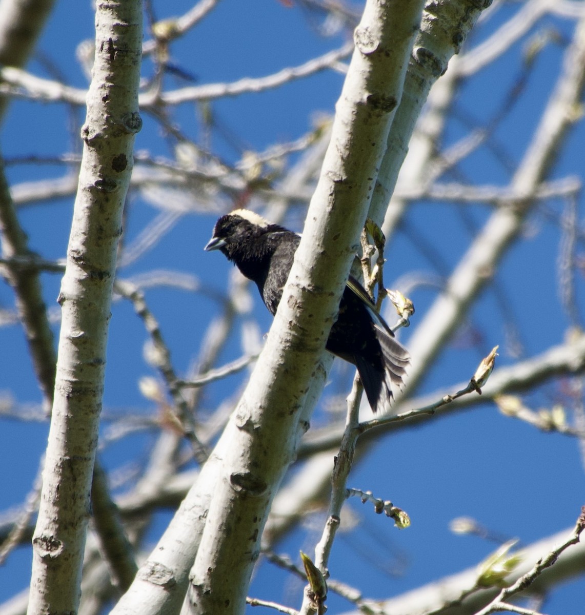 Bobolink - Clem Nilan