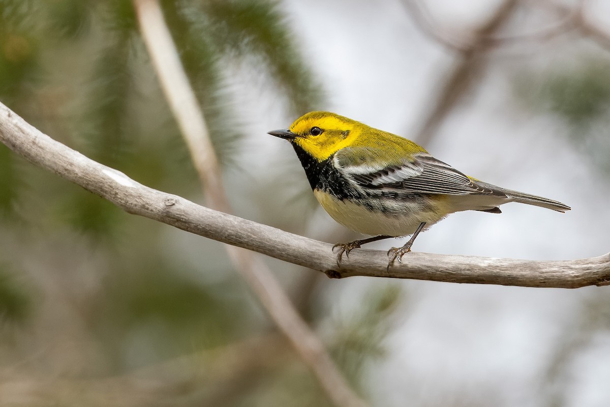 Black-throated Green Warbler - Richard Stern