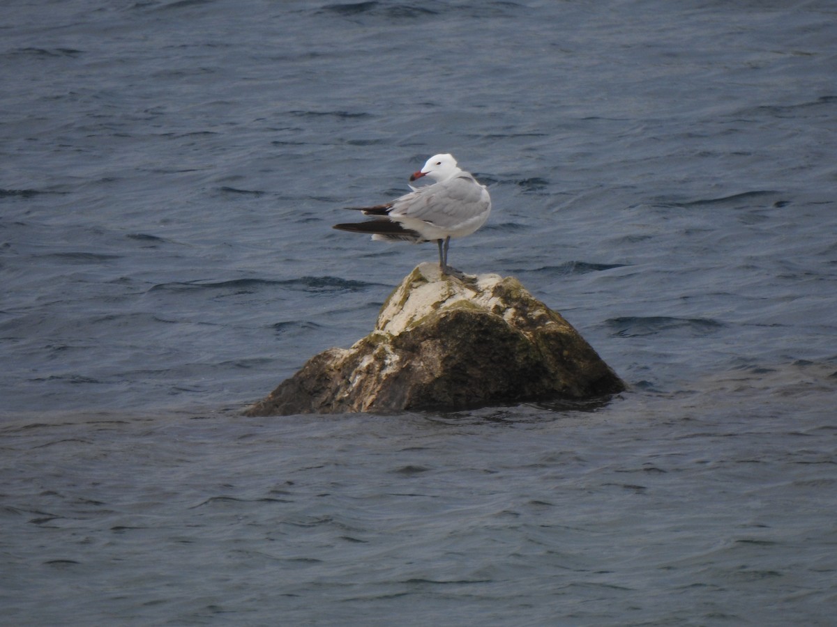 Audouin's Gull - Javier Pi Barrio