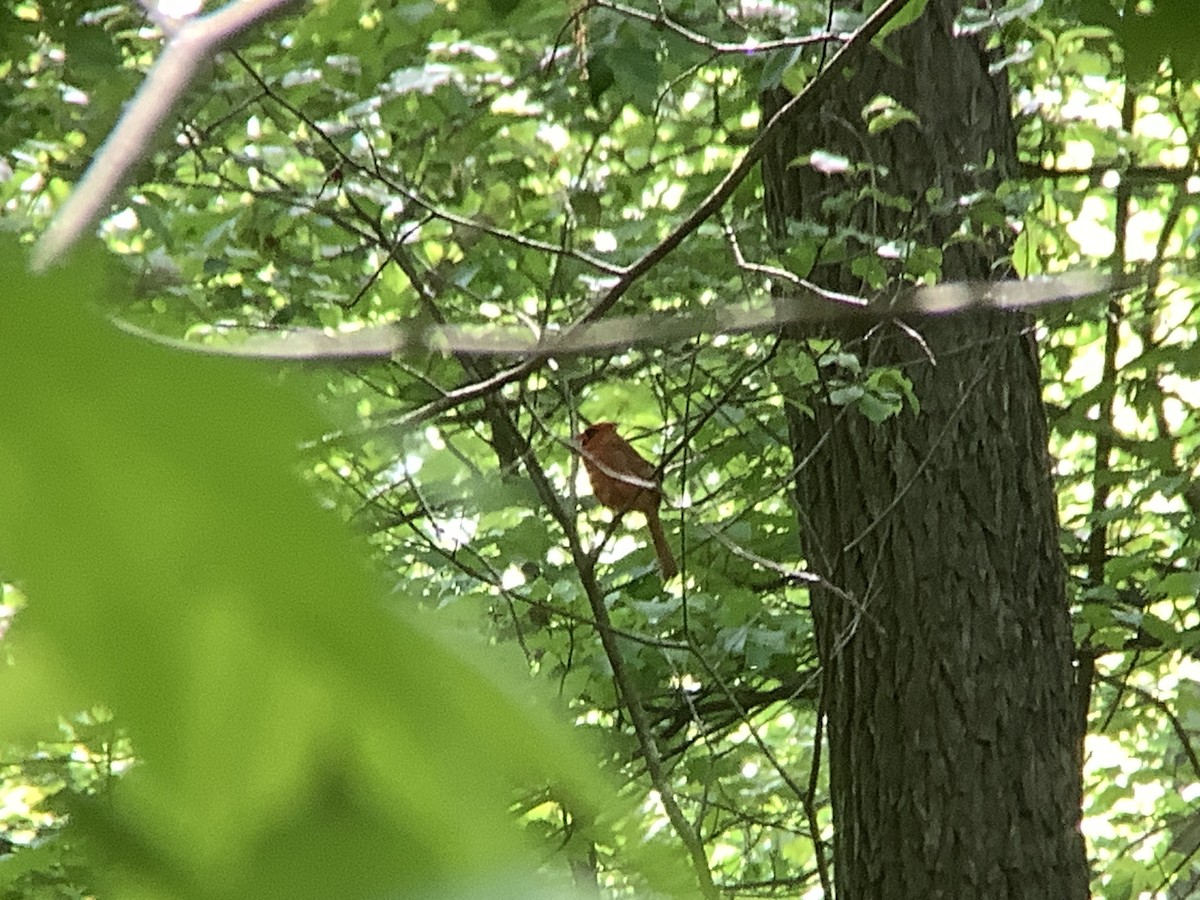 Northern Cardinal - Vivian Young