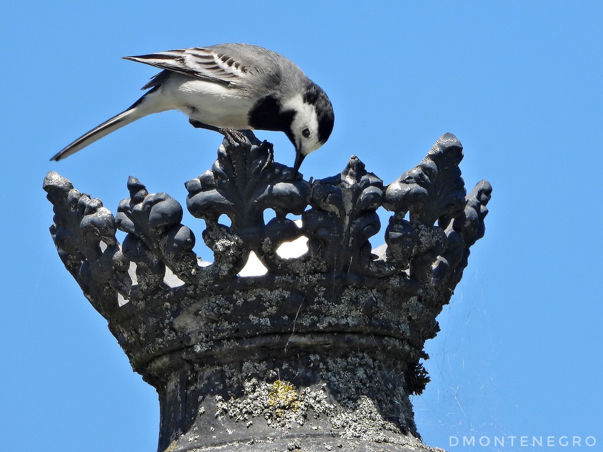 White Wagtail - Diego Montenegro