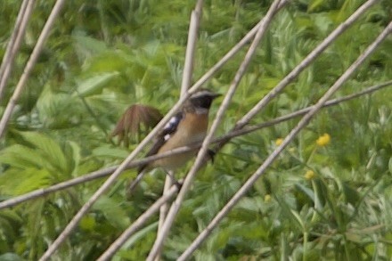 Whinchat - Elena Popova