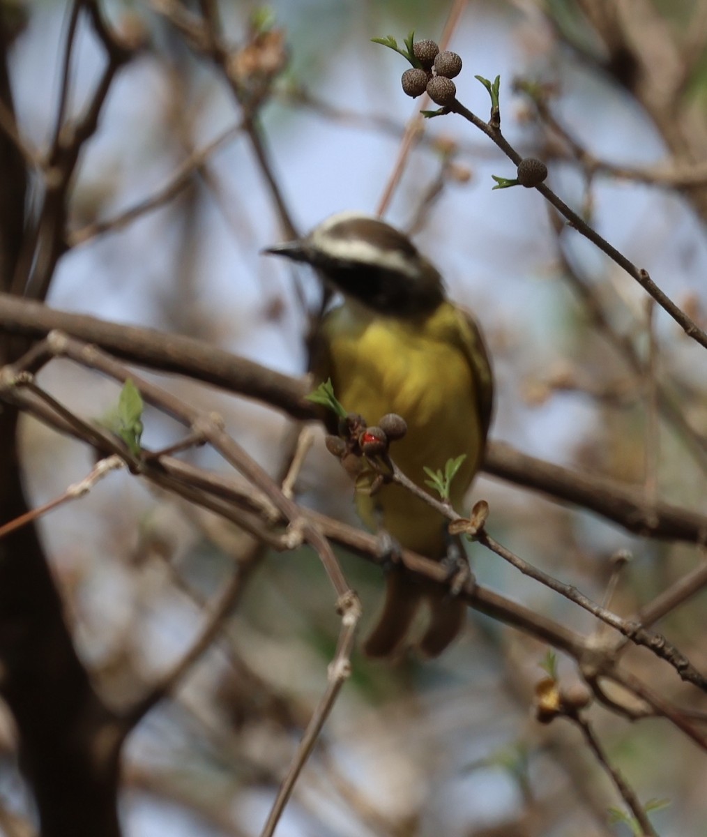 Social Flycatcher - Debbie Crowley