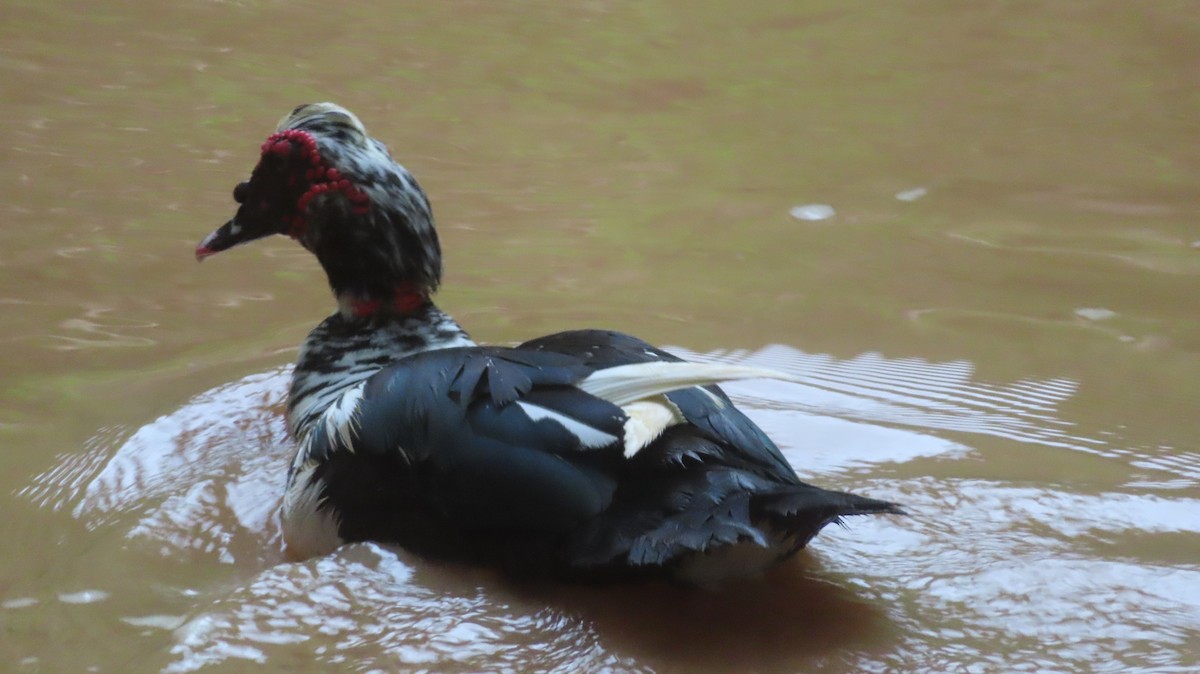 Muscovy Duck (Domestic type) - Gregory Allen