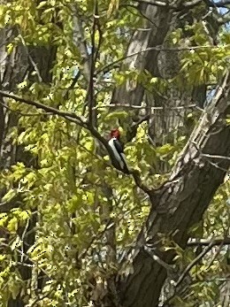 Red-headed Woodpecker - Hannah Rose