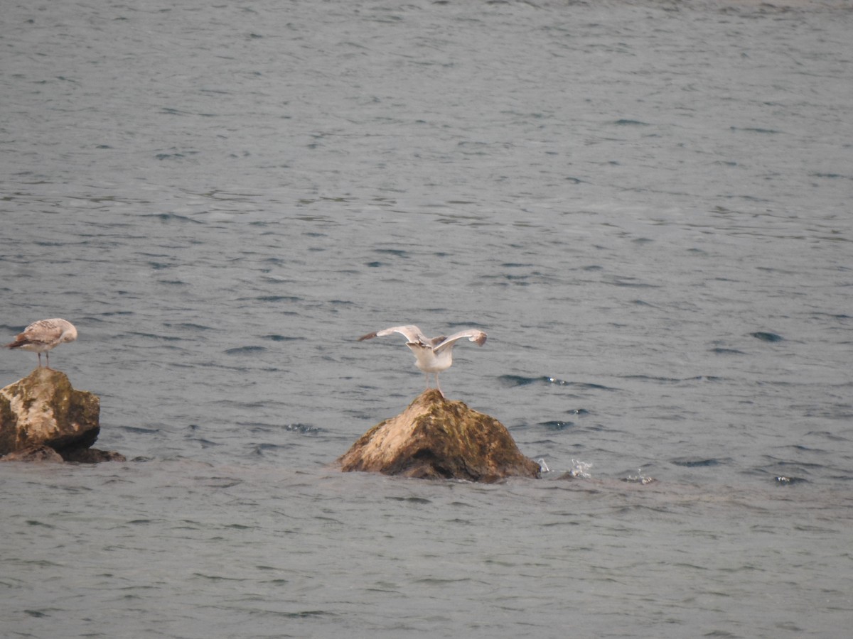 Audouin's Gull - Javier Pi Barrio