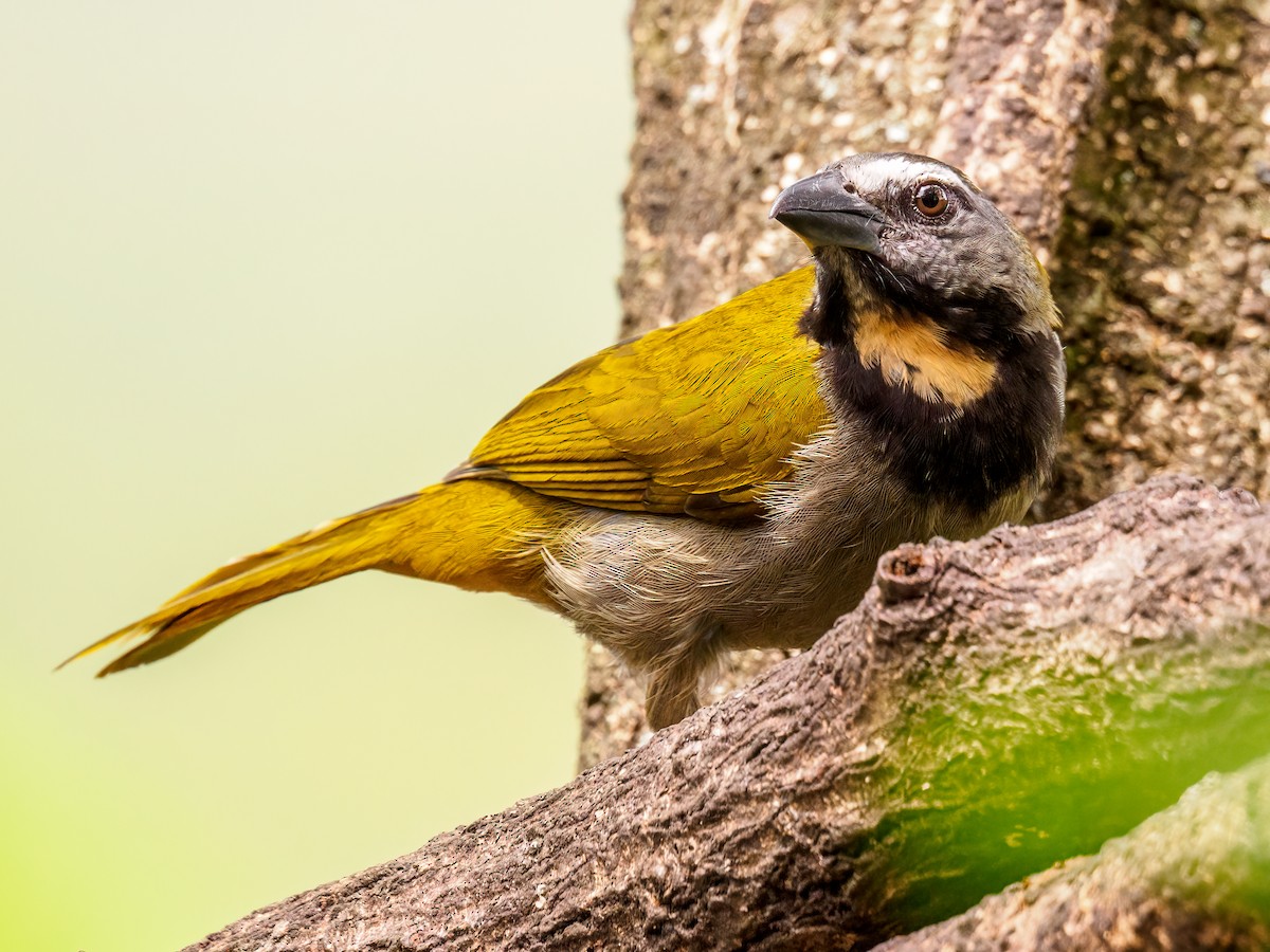 Buff-throated Saltator - Abe Villanueva