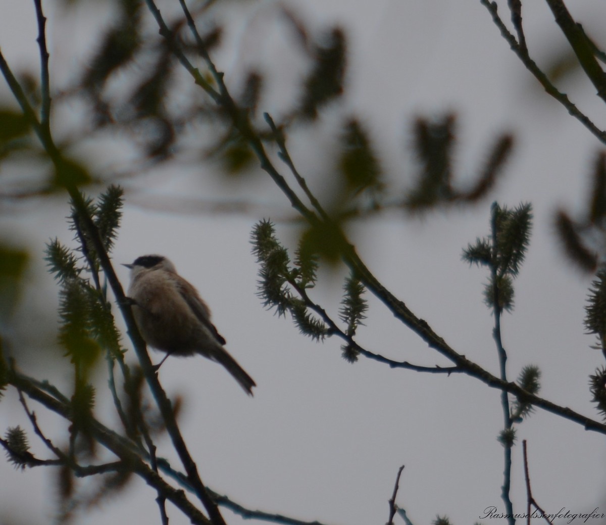 Eurasian Penduline-Tit - Rasmus Olsson