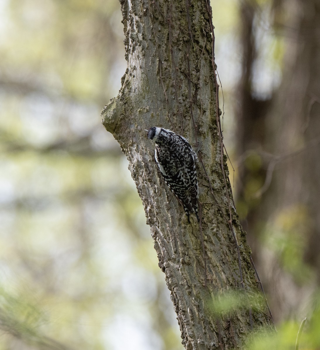 Yellow-bellied Sapsucker - Marilyn White