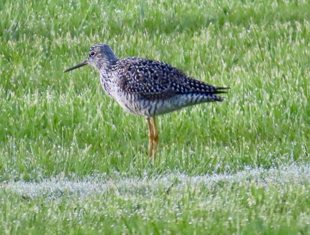 Greater Yellowlegs - ML618826300