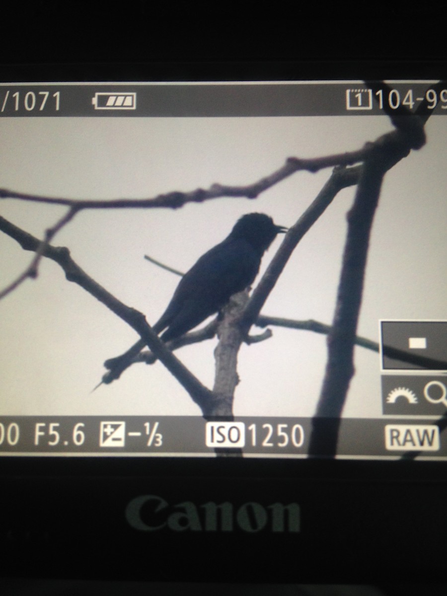 Fork-tailed Drongo-Cuckoo - ML61882631