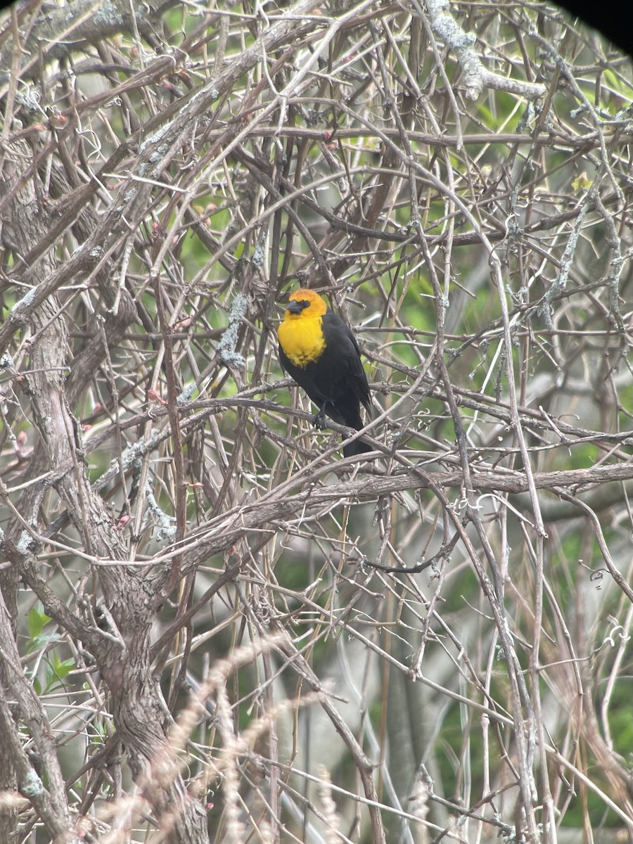 Yellow-headed Blackbird - Harry Wales