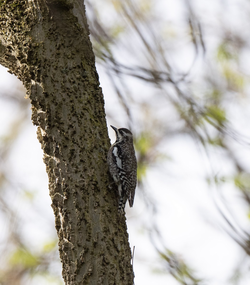 Yellow-bellied Sapsucker - Marilyn White