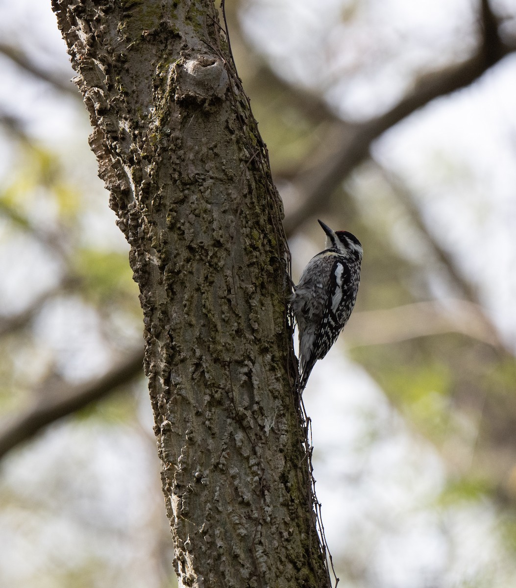 Yellow-bellied Sapsucker - Marilyn White