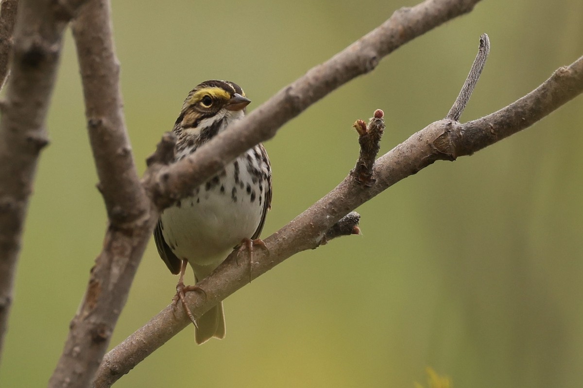 Savannah Sparrow - ML618826321