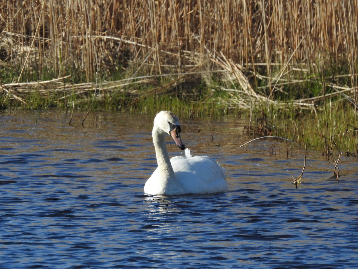 Mute Swan - Brendan Thomas