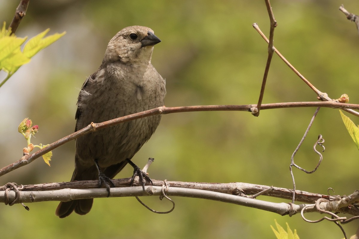 Brown-headed Cowbird - ML618826329