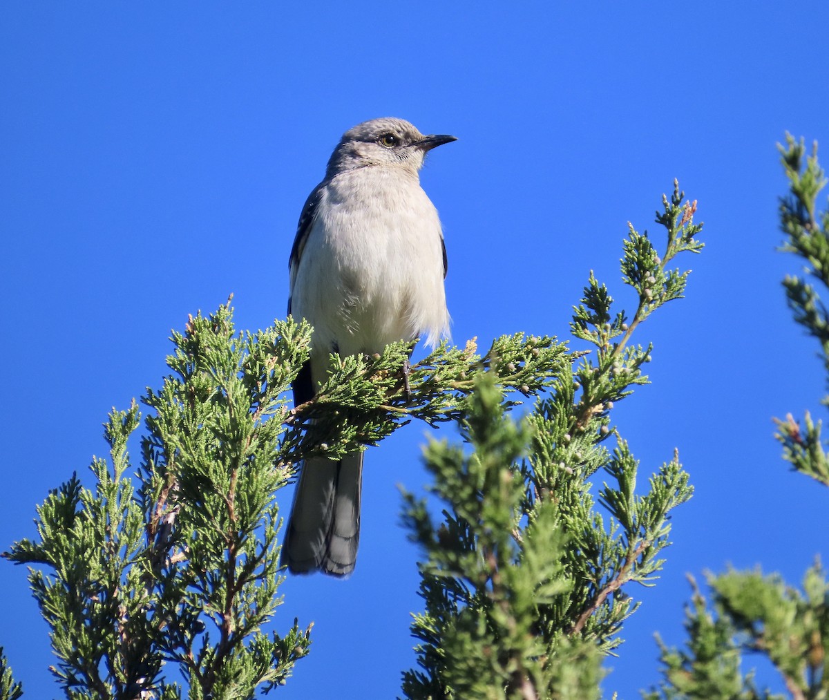 Northern Mockingbird - Larry Trachtenberg