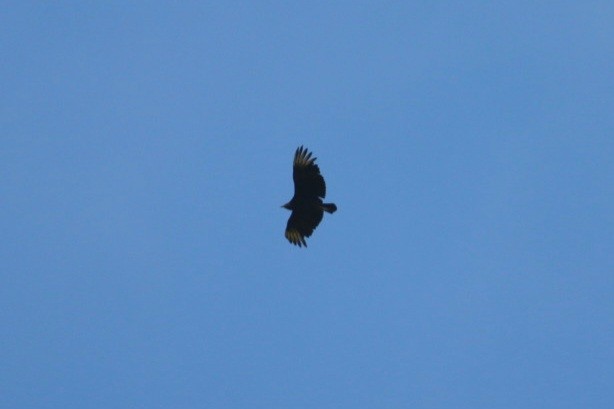 Black Vulture - Alyssa Nees