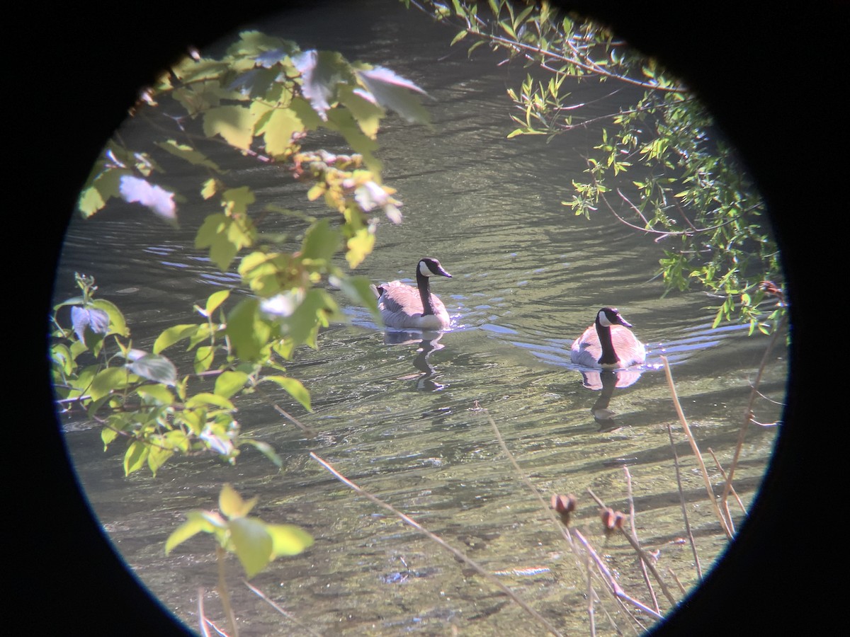 Canada Goose - Vivian Young