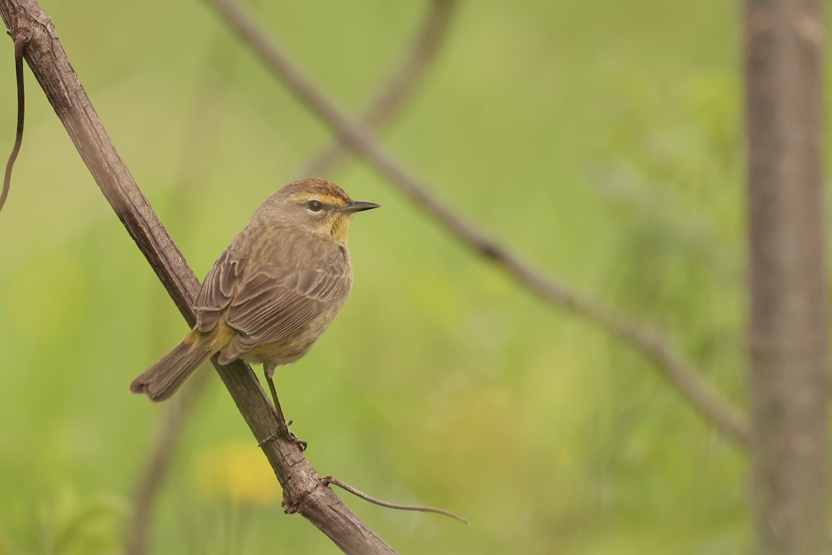 Palm Warbler - ML618826346