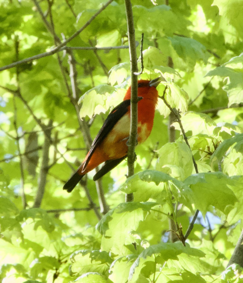 Scarlet Tanager - Clem Nilan