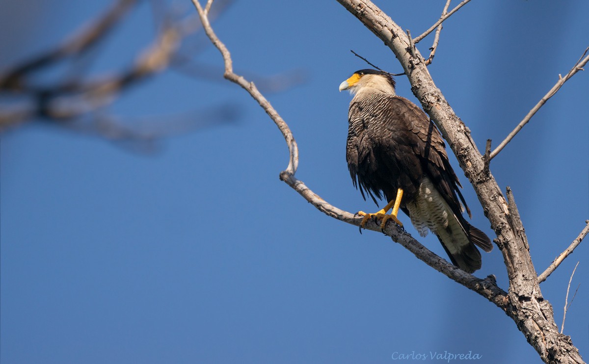 Crested Caracara - Carlos Valpreda