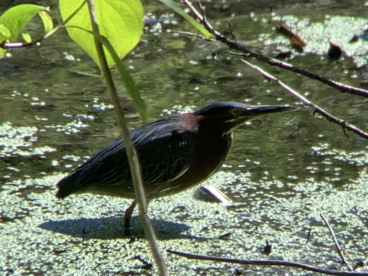 Green Heron - Vivian Young