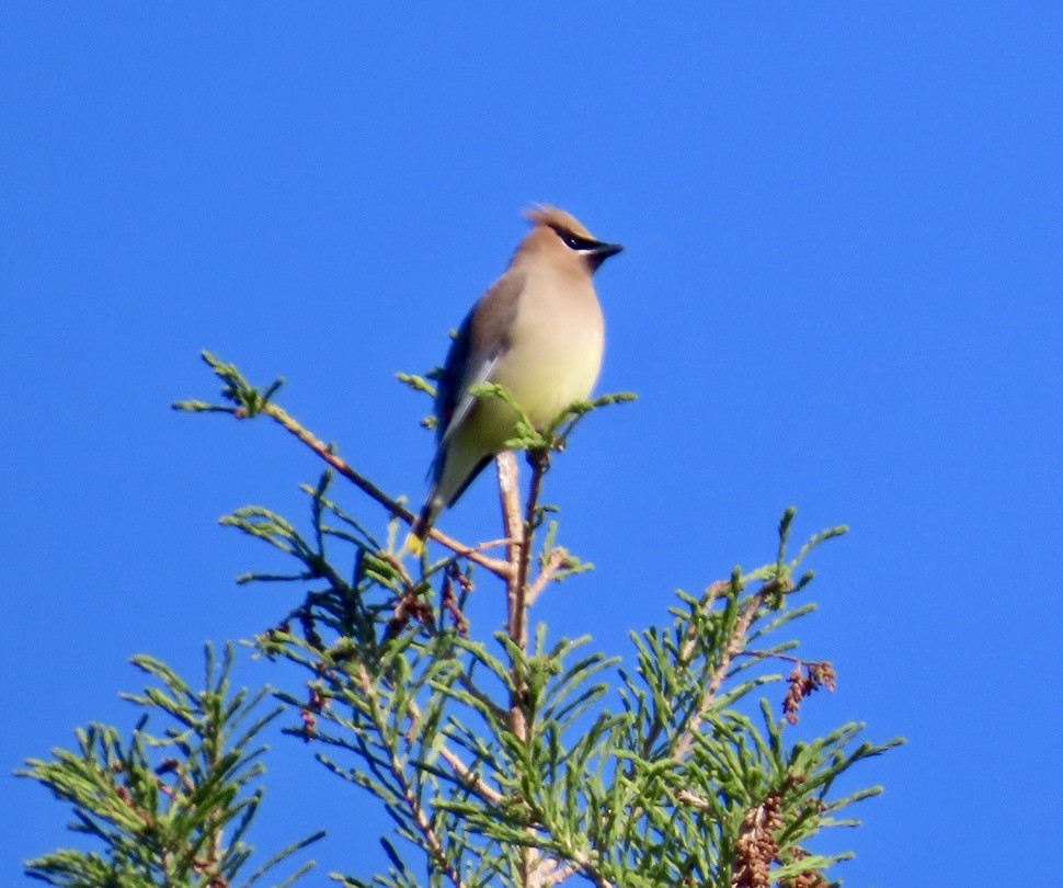 Cedar Waxwing - Larry Trachtenberg