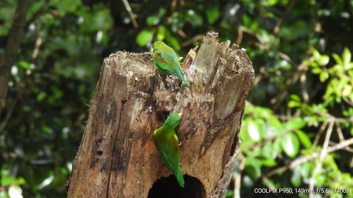 Orange-chinned Parakeet - Nelva de Daly