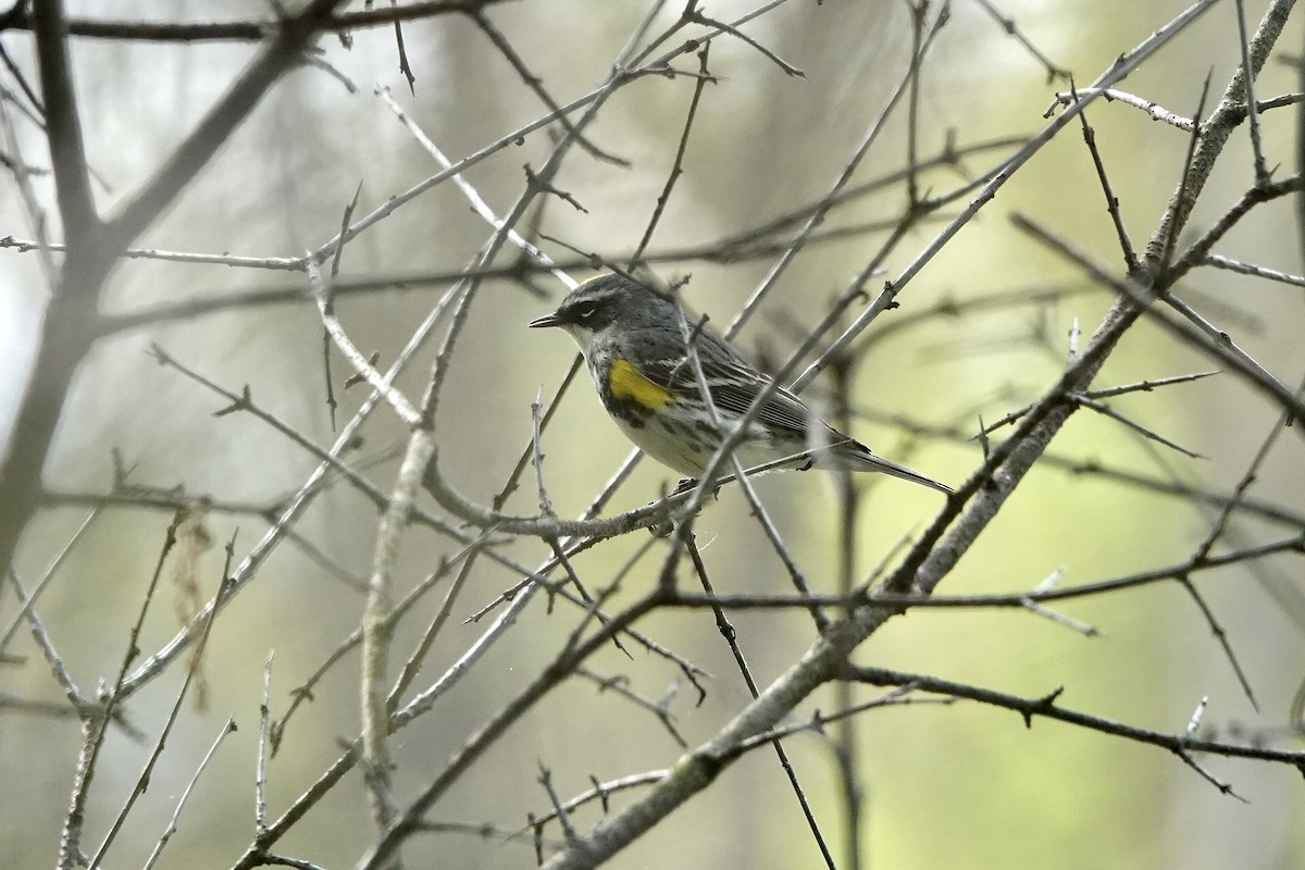 Yellow-rumped Warbler - Carol MacKenzie