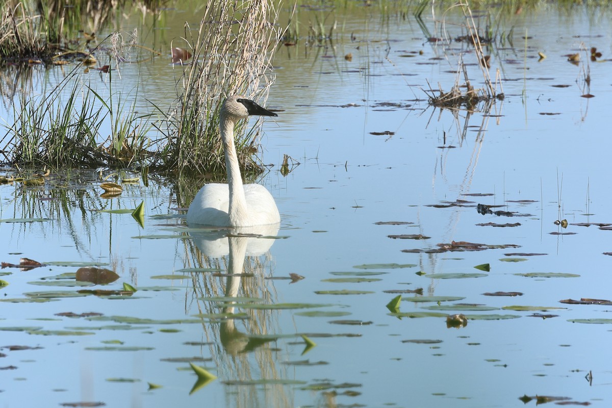 Trumpeter Swan - Darcy Pinotti