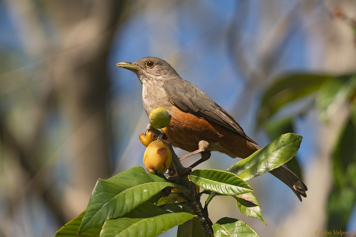 Rufous-bellied Thrush - Carlos Valpreda