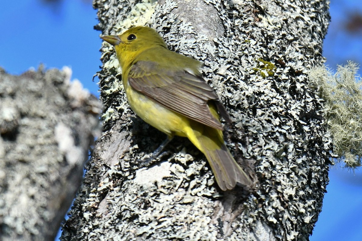 Common Yellowthroat - Anonymous User