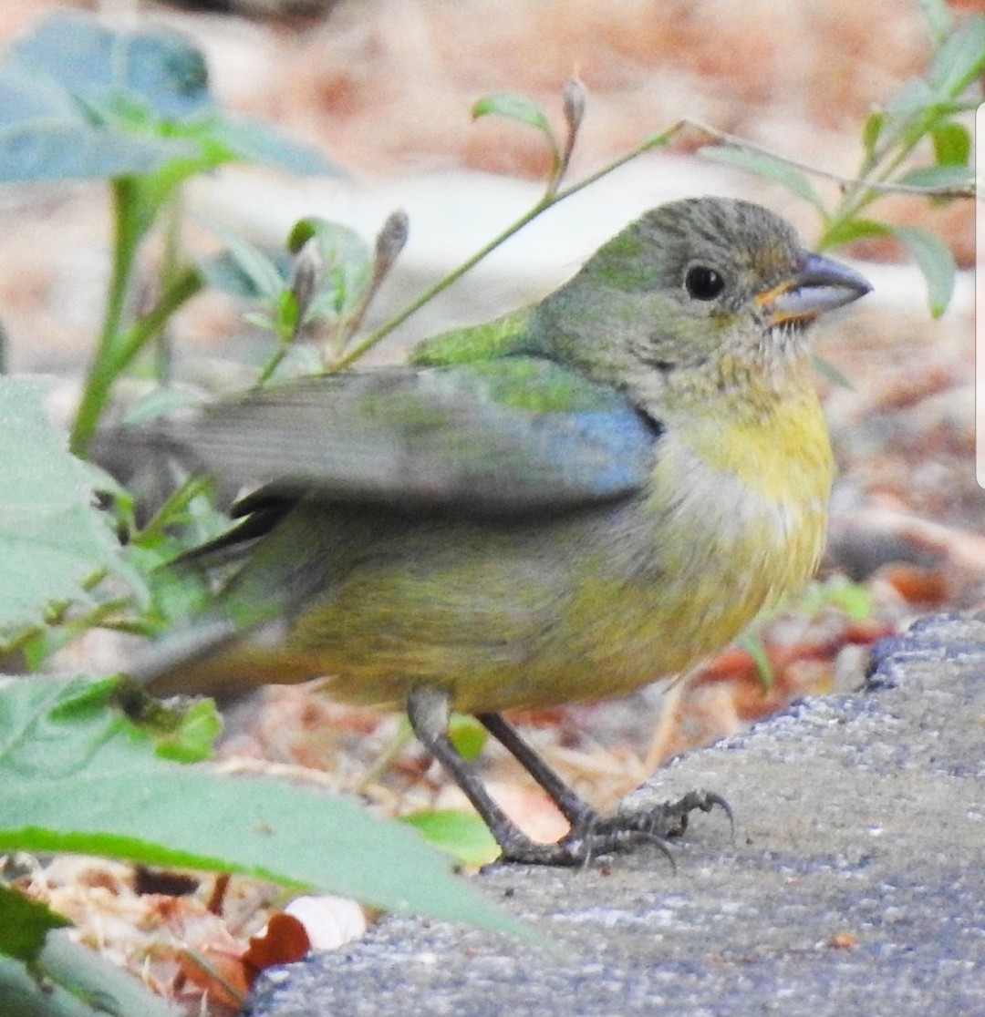 Painted Bunting - ML618826413