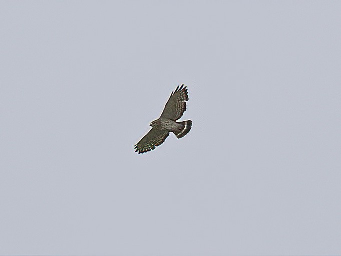 Broad-winged Hawk - Alan MacEachren