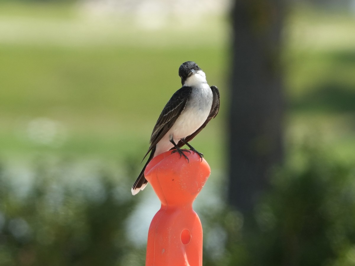 Eastern Kingbird - ML618826424