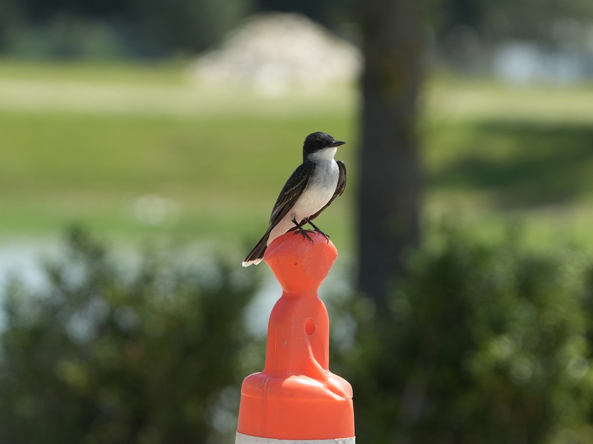 Eastern Kingbird - ML618826425