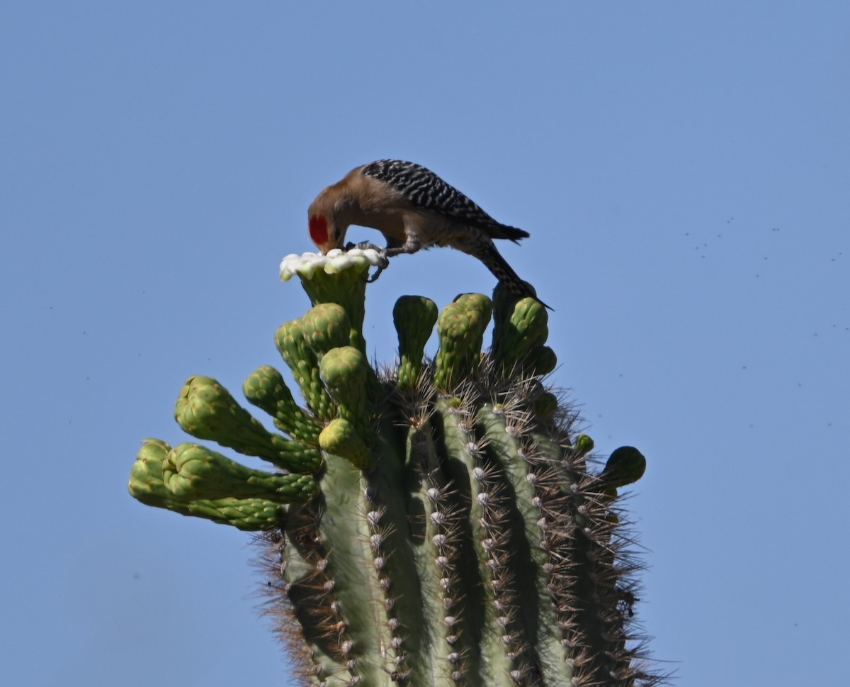 Gila Woodpecker - Bonda Sek