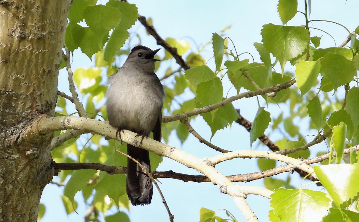 Gray Catbird - ML618826436