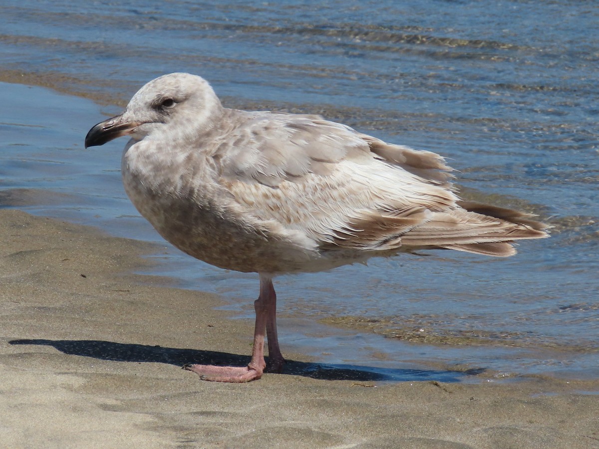 Western Gull - Nancy Stotz