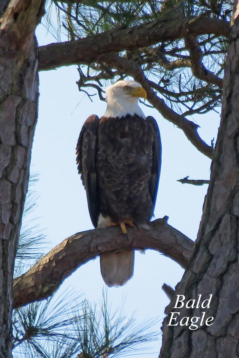 Bald Eagle - Merrill Lester