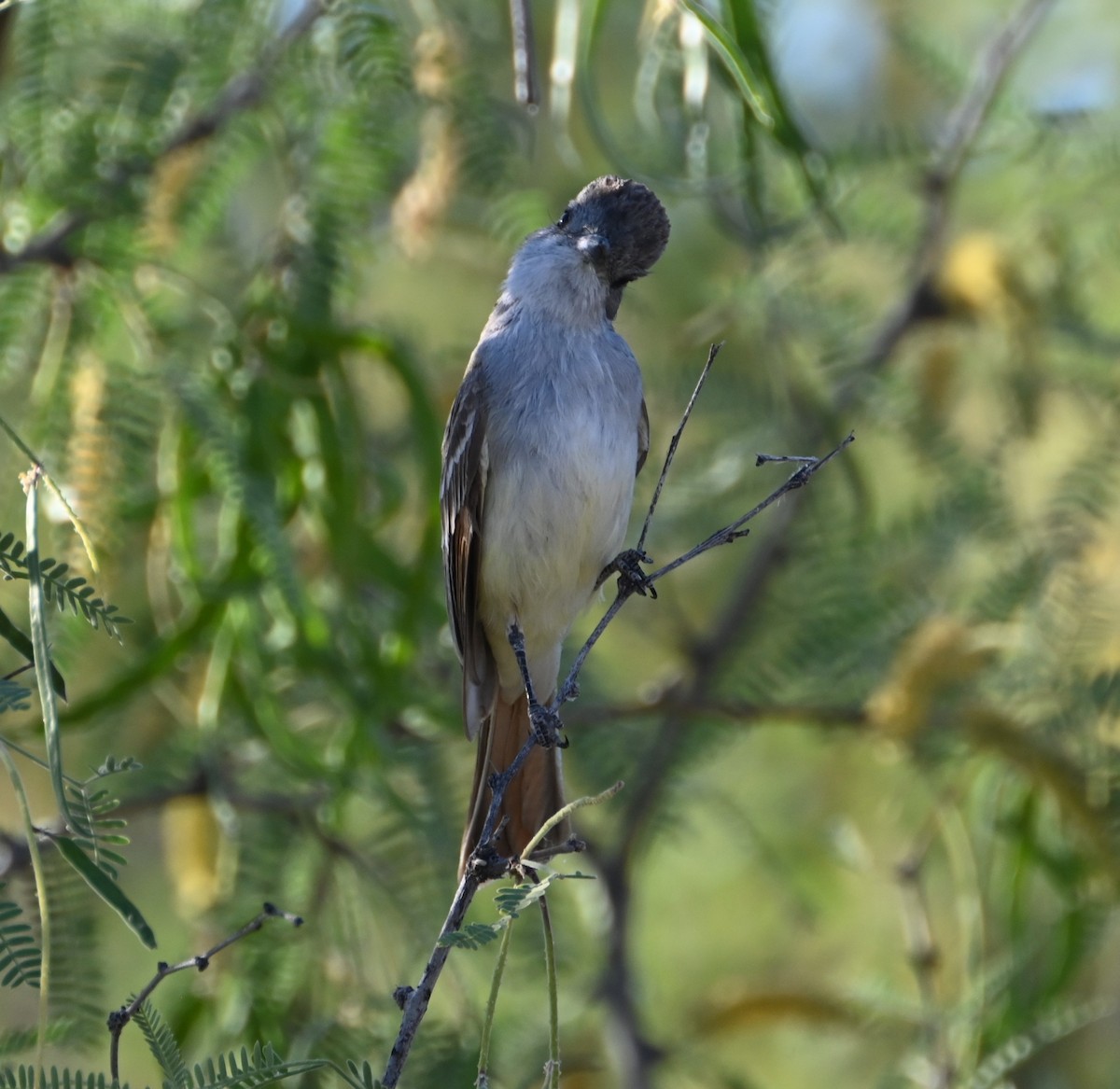 Ash-throated Flycatcher - Bonda Sek