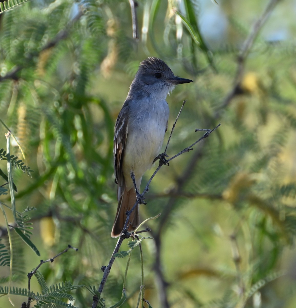 Ash-throated Flycatcher - Bonda Sek